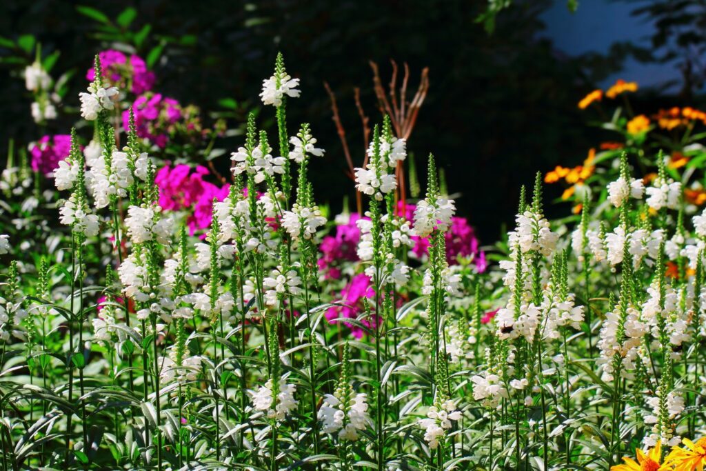 Gelenkblume neben anderen Blumen