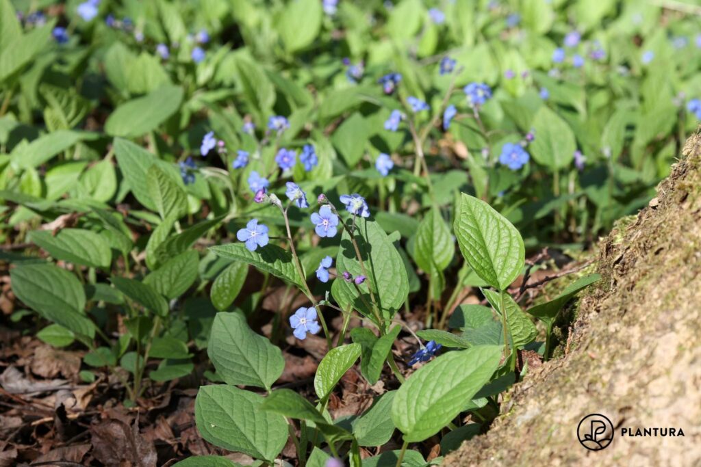 Gedenkemein-Blüte