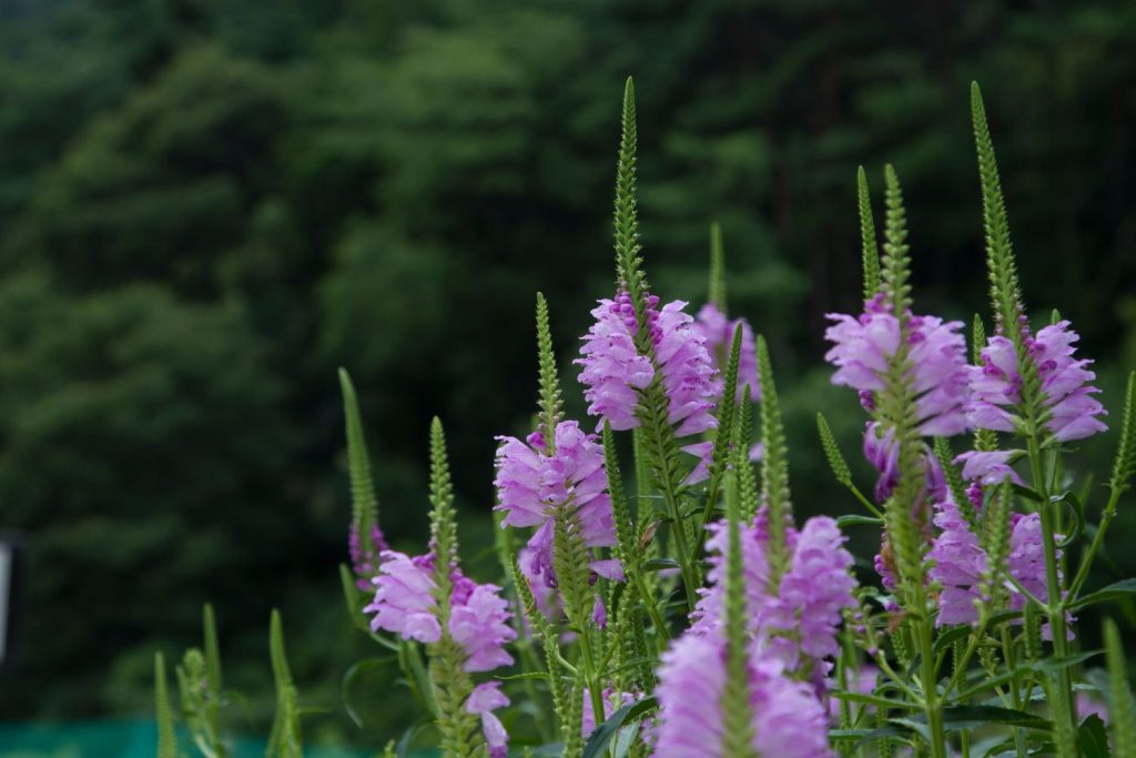 Hochgewachsene Gelenkblume
