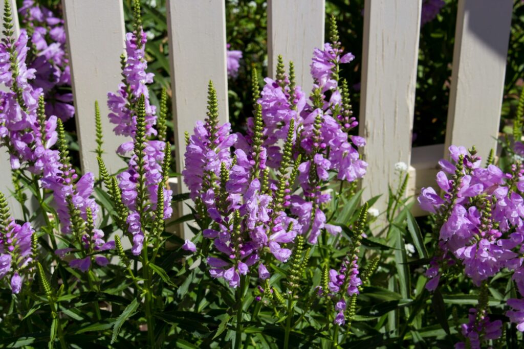 Gelenkblume an einem Zaun