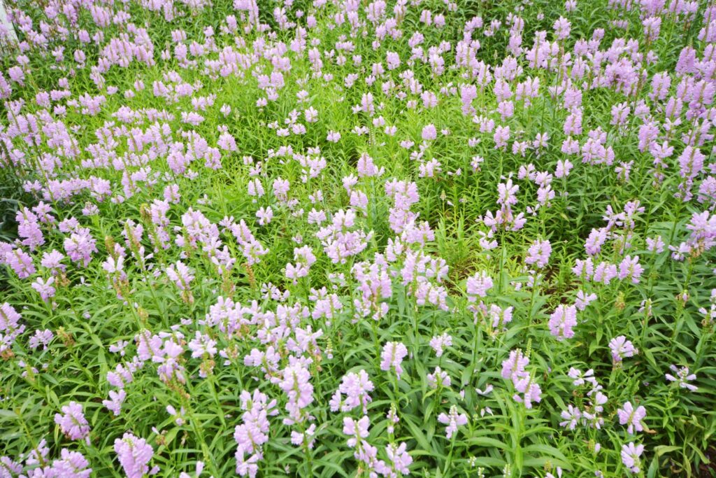 Wuchernde Gelenkblume