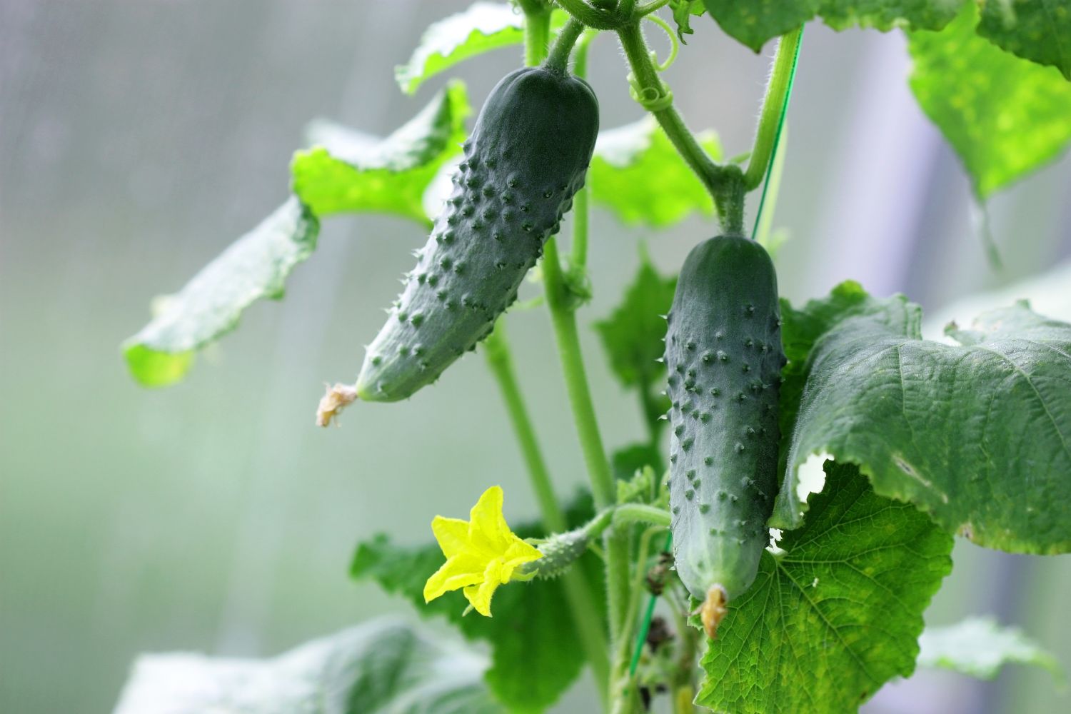 Gurken schmecken bitter: Ursachen & Giftigkeit - Plantura