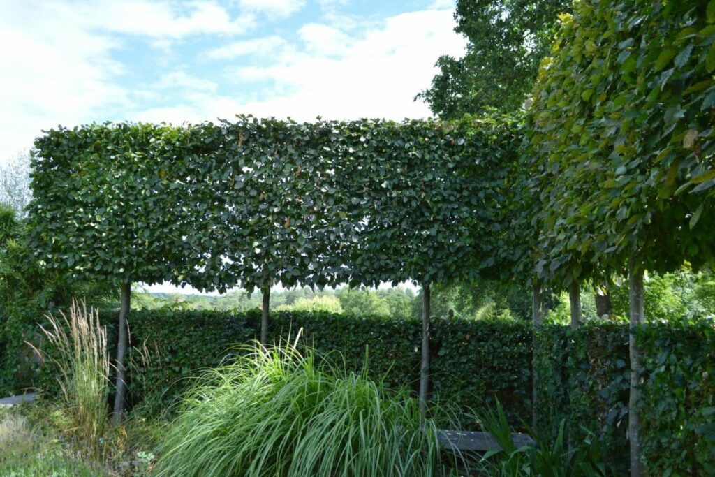 Hainbuche als Spalierbäume