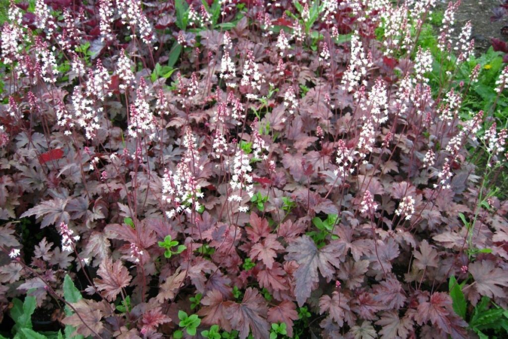 Heucherella Plum Cascade