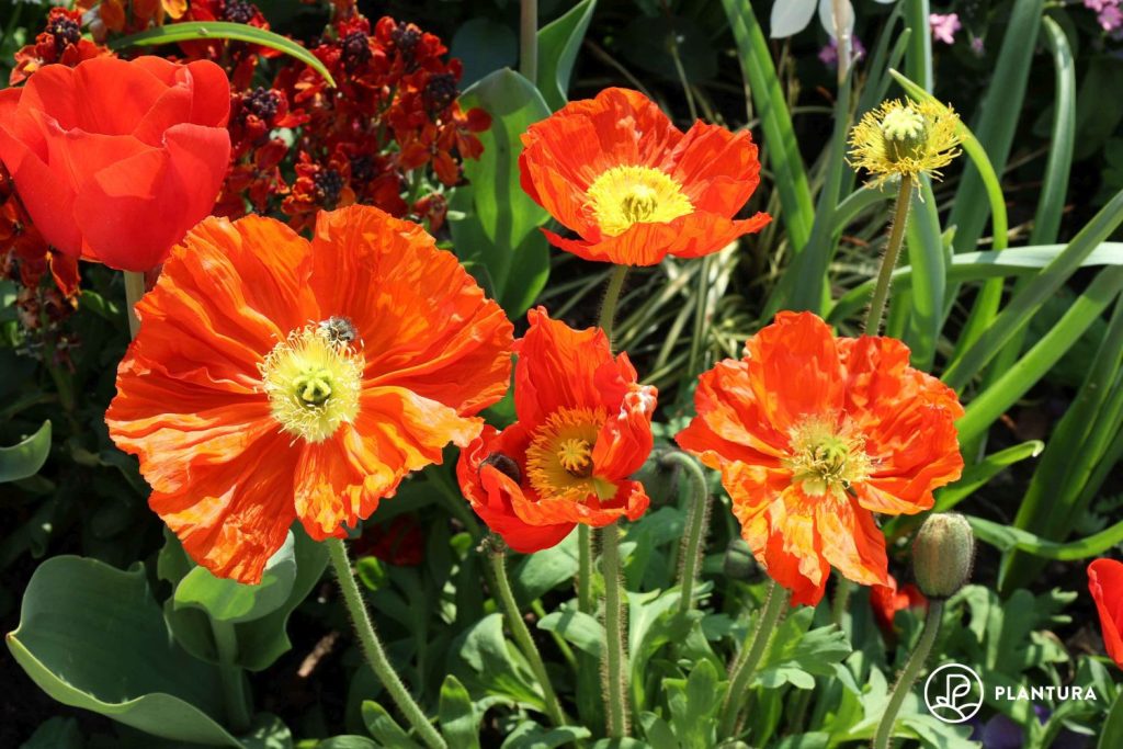 orange Mohn-Sorte