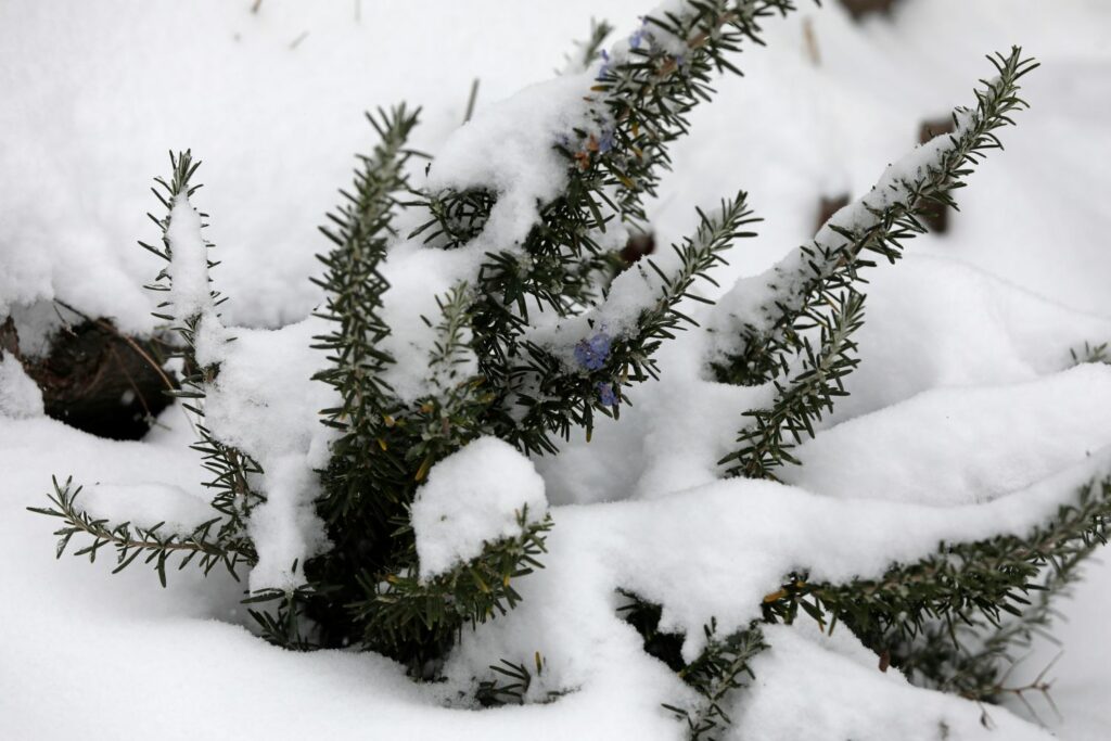 Rosmarin im Winter