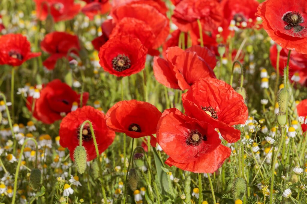Rote Klatschmohn-Blüten