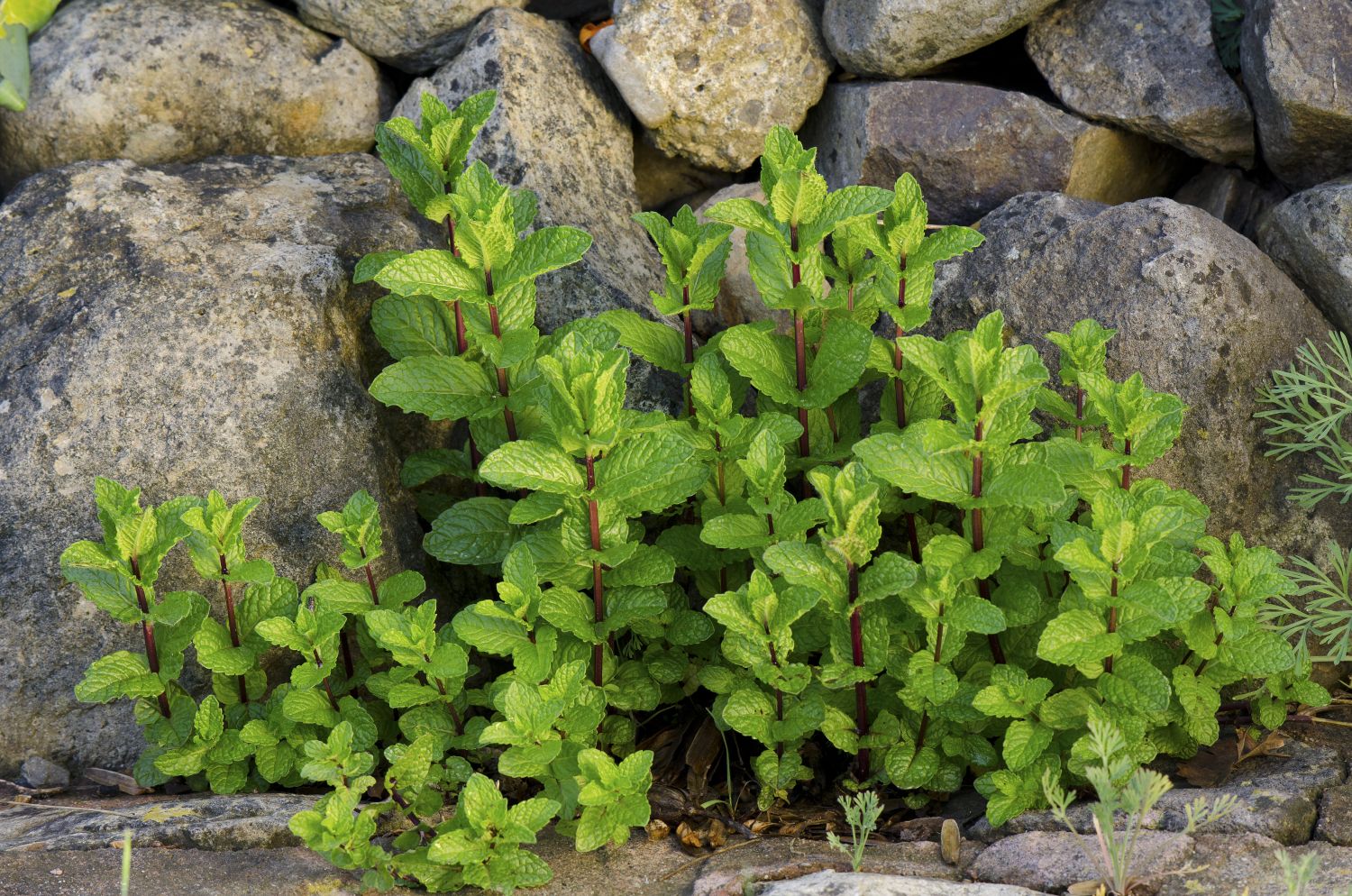 Mentha spicata Pflanzen, Pflege & Sorten Plantura