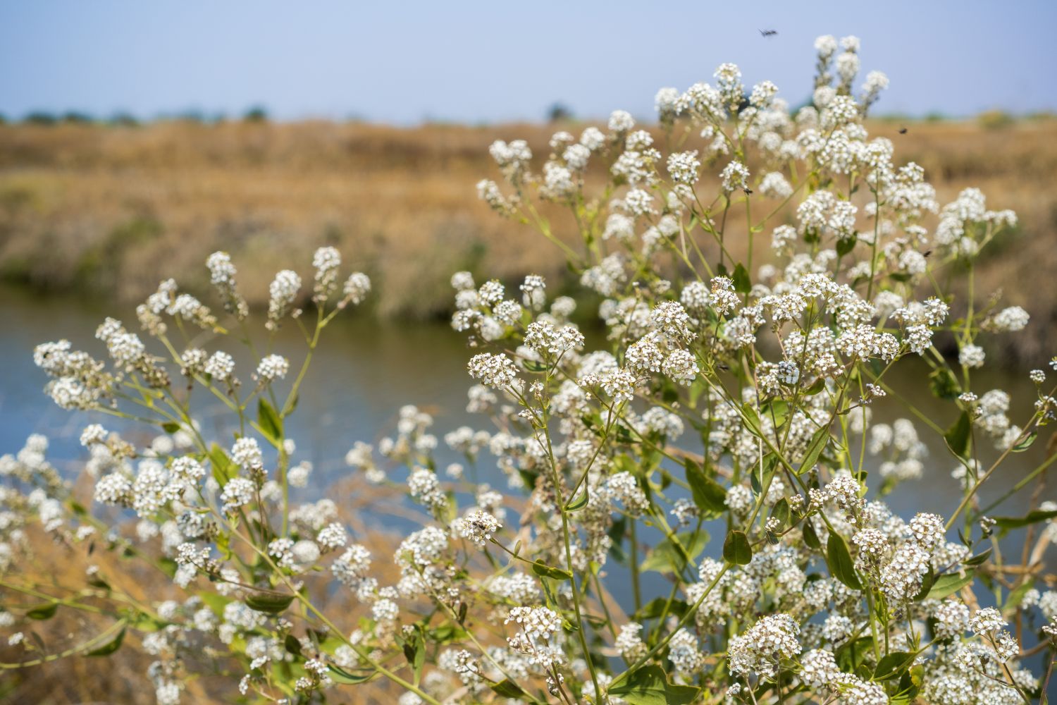 Pfefferkraut: Standort, Ernte & Verwendung