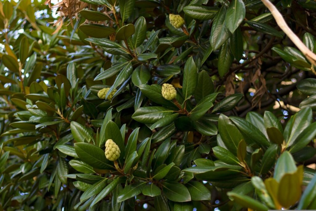 Blätter der Immergrünen Magnolie