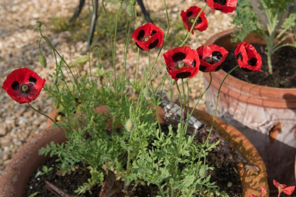Rot-schwarz geflecker Marienkäfer-Mohn