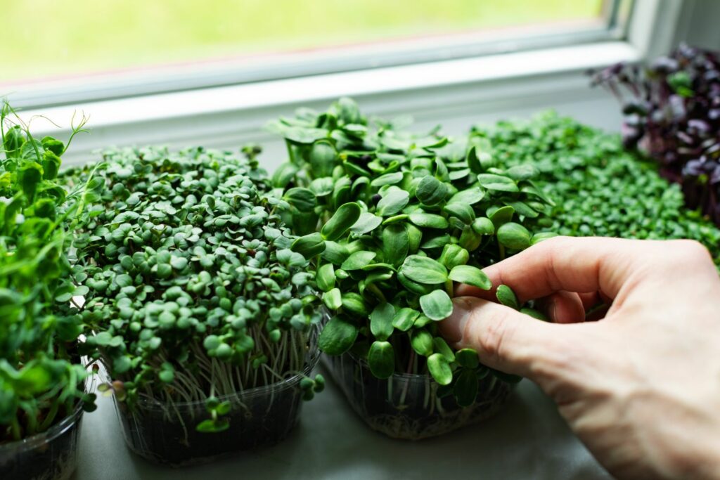 Microgreens auf einem Fensterbrett