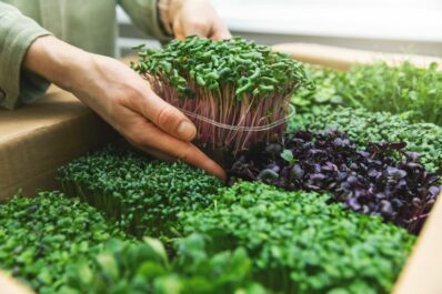 Microgreens: Begriffserklärung, geeignete Pflanzen & Tipps zur Verwendung