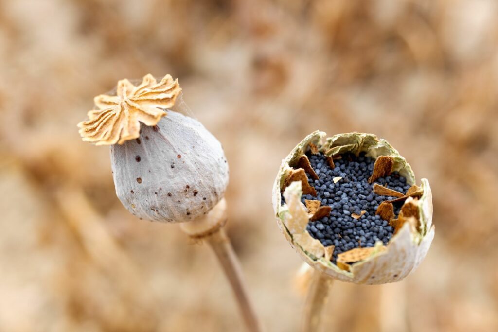 Mohn-Samenkapsel mit Samen