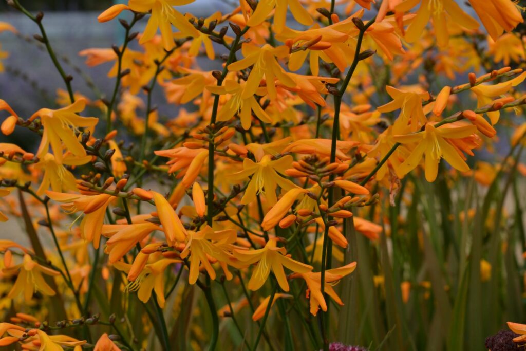 Crocosmia rocosmiiflora