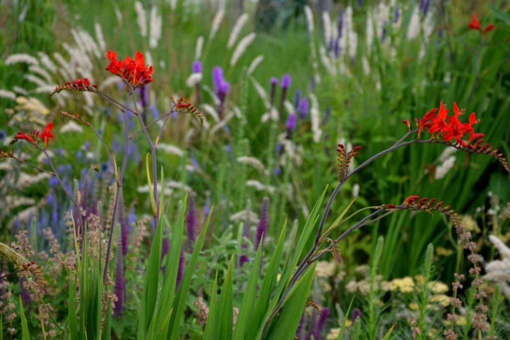 Montbretien im Garten