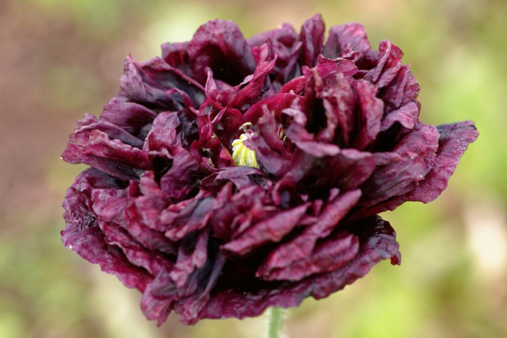 Peonienmohn mit dunkelroter Blüte