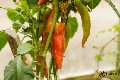 Spitzpaprika: Pflanzen, Pflege & die besten Sorten