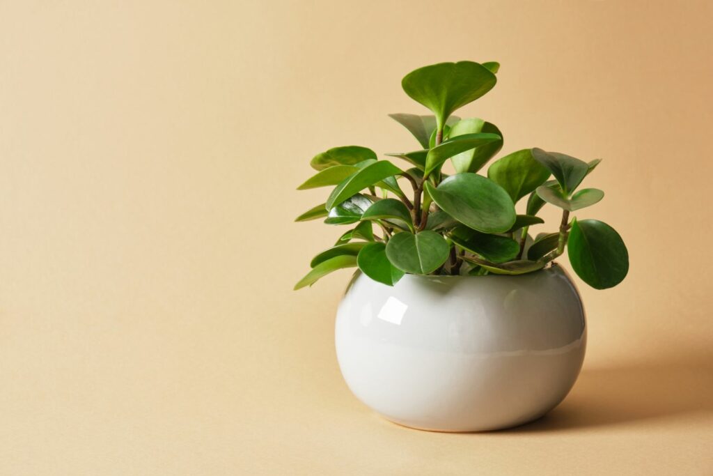 Peperomia obtusifolia im Topf
