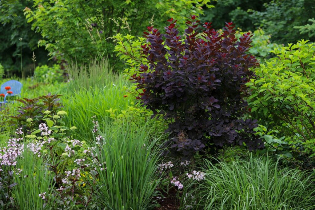 Perückenstrauch im Garten mit Ziergräsern