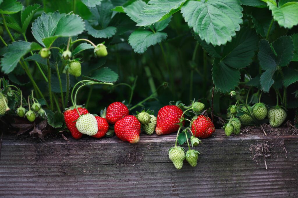 Reife Erdbeeren im Hochbeet