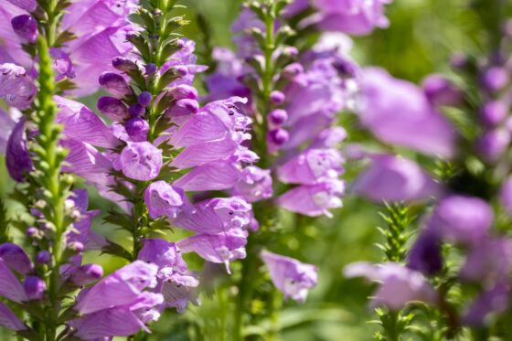 Zu welcher Pflanzenfamilie gehört die Gelenkblume?