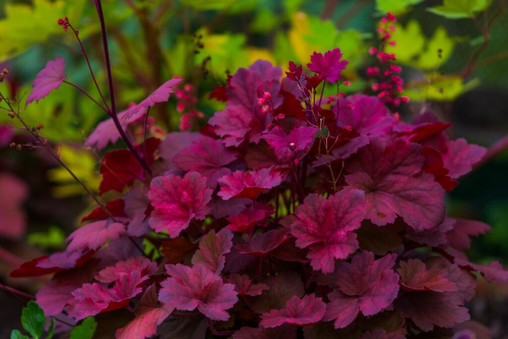 Heuchera