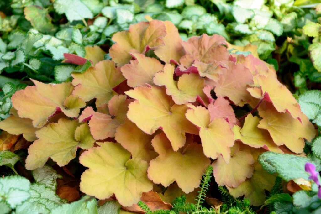 Heuchera villosa Caramel