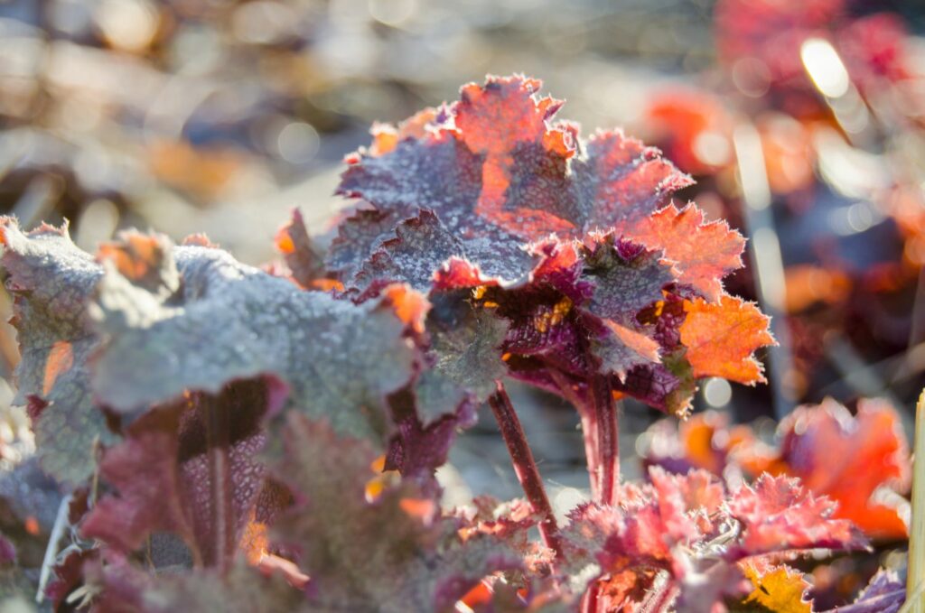Heuchera im Winter