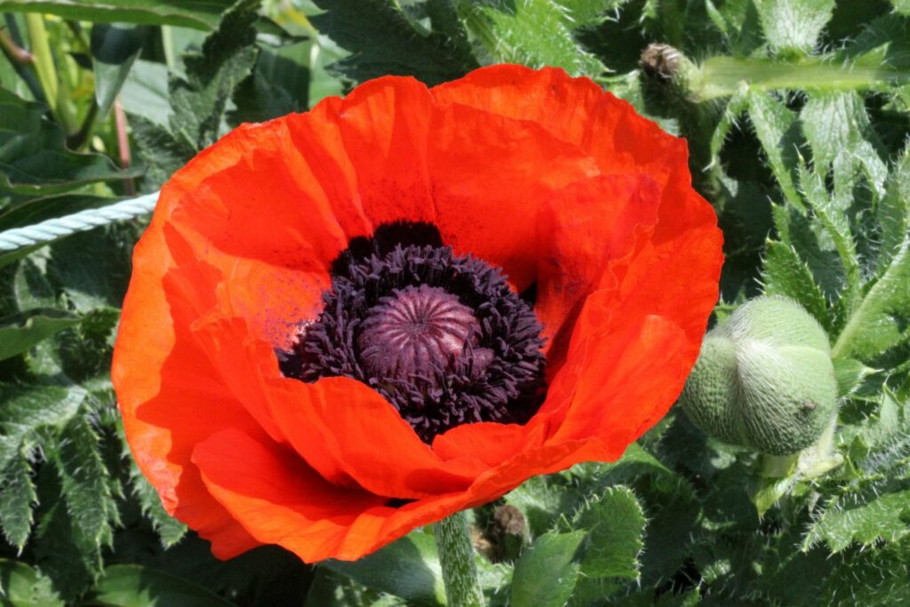 Rot-blühender Arznei-Mohn