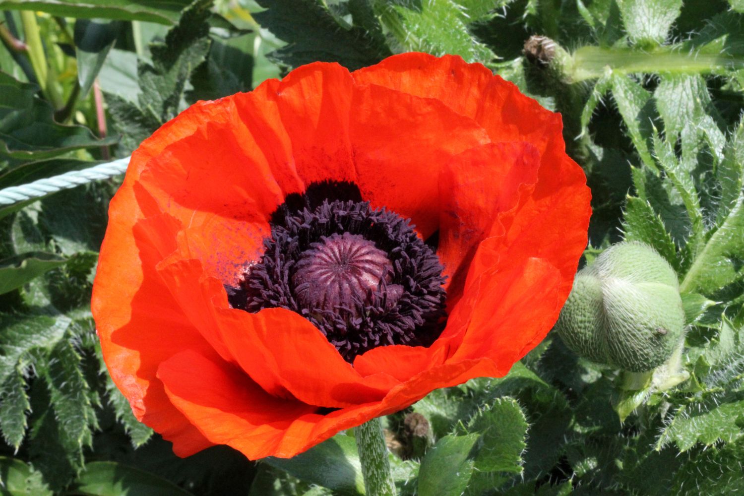Die schönsten Mohn-Sorten &amp; Arten im Überblick - Plantura