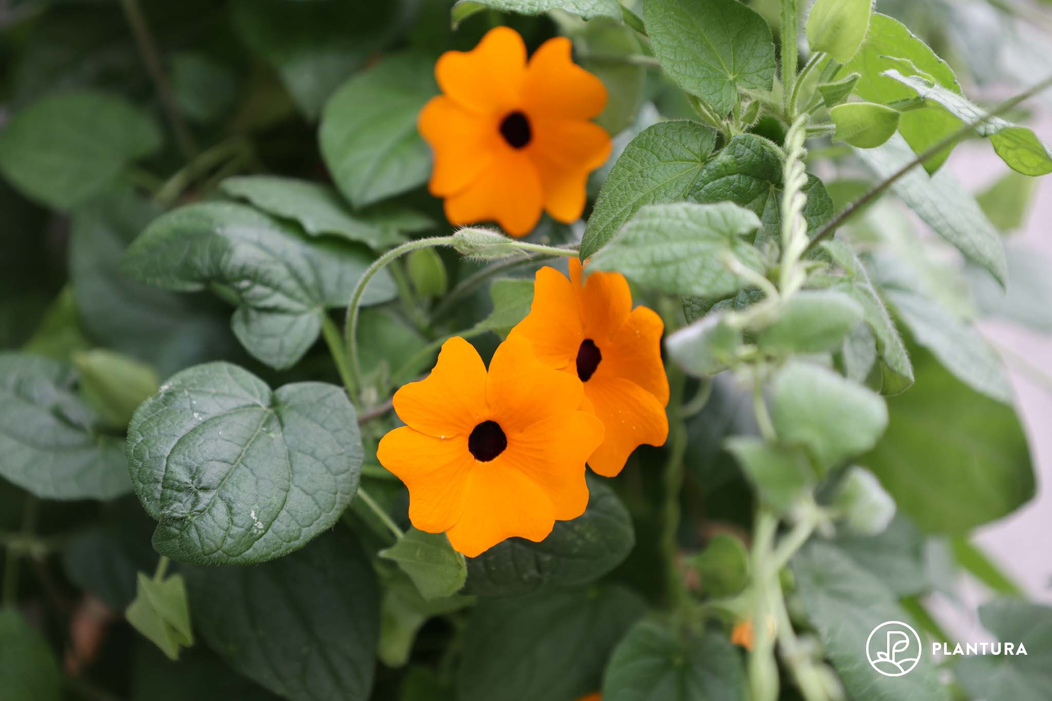 Schwarzäugige Susanne: Sorten, Winterhärte & Giftigkeit