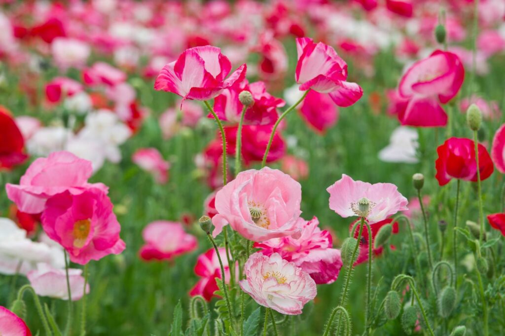 Pinke Mohnsorten 'Shirley Double'