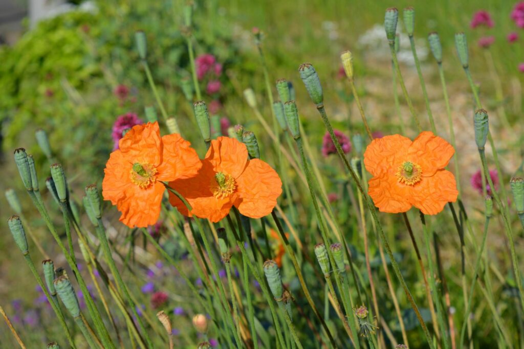 Oranger Spanischer Mohn im Feld