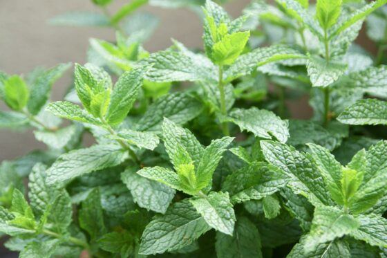 Mentha spicata: Nana-Minze, Grüne & Marokkanische Minze