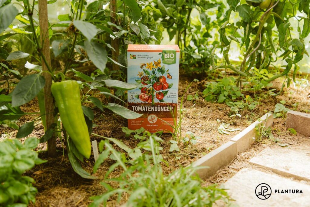 Dünger für Spitzpaprika