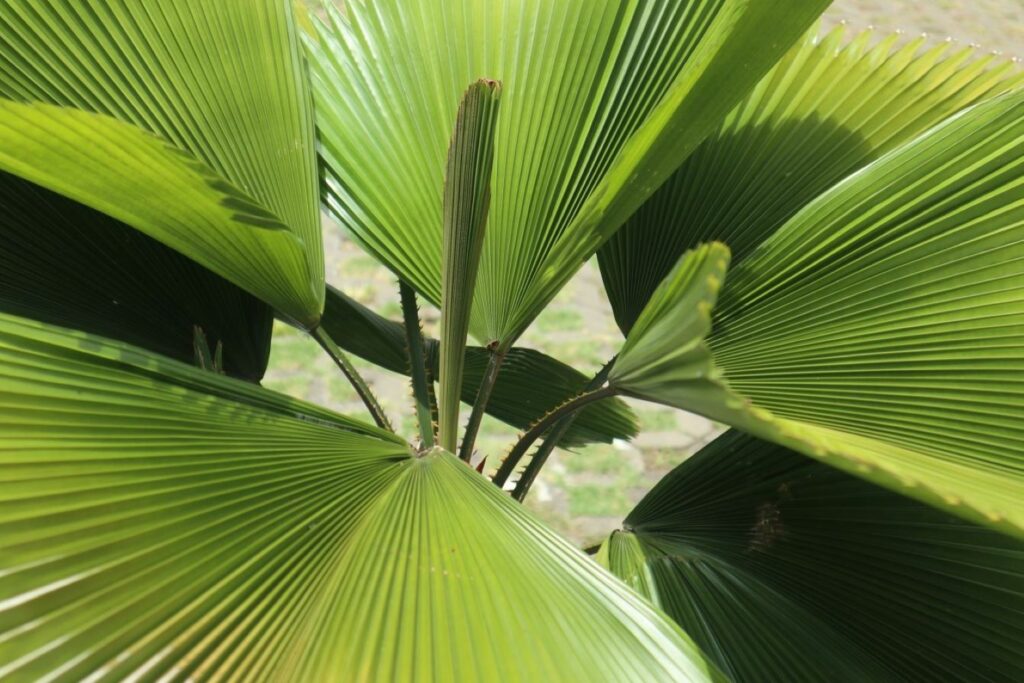 Palmenspitze der Licuala