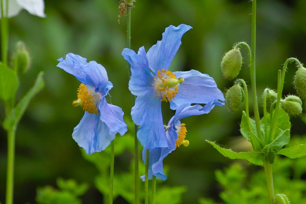 Mohn-Samenkapsel mit Samen