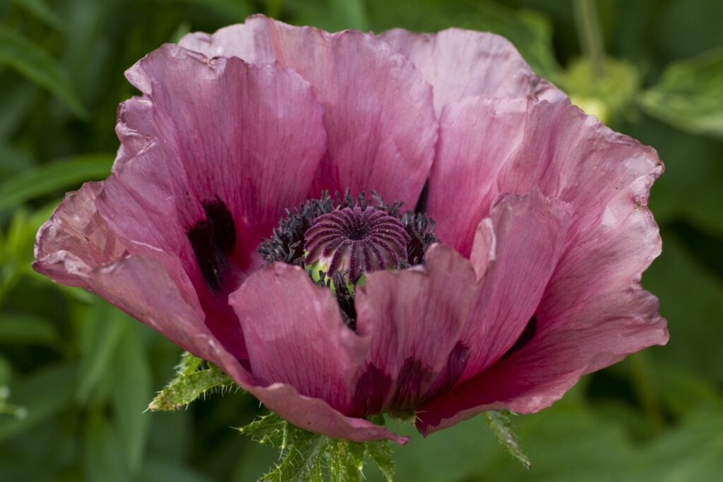 Türkischer Mohn mit lila Blüten