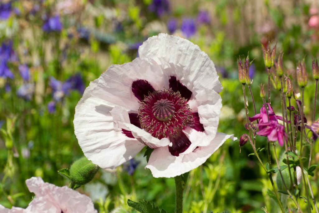 Türkischer Mohn der Sorte 'Royal Wedding'