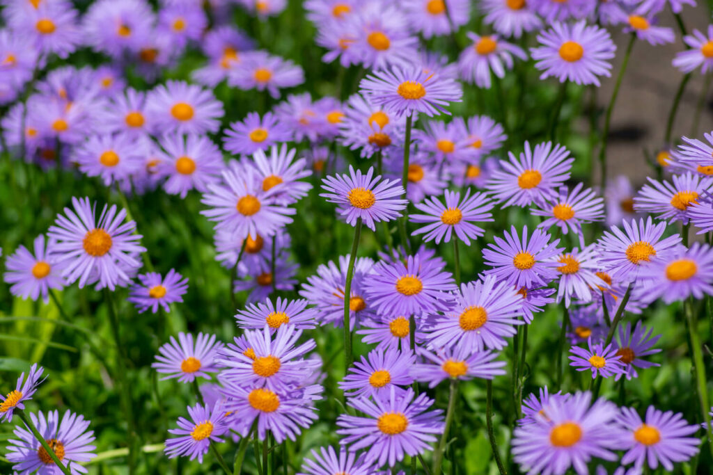 Aster tongolensis
