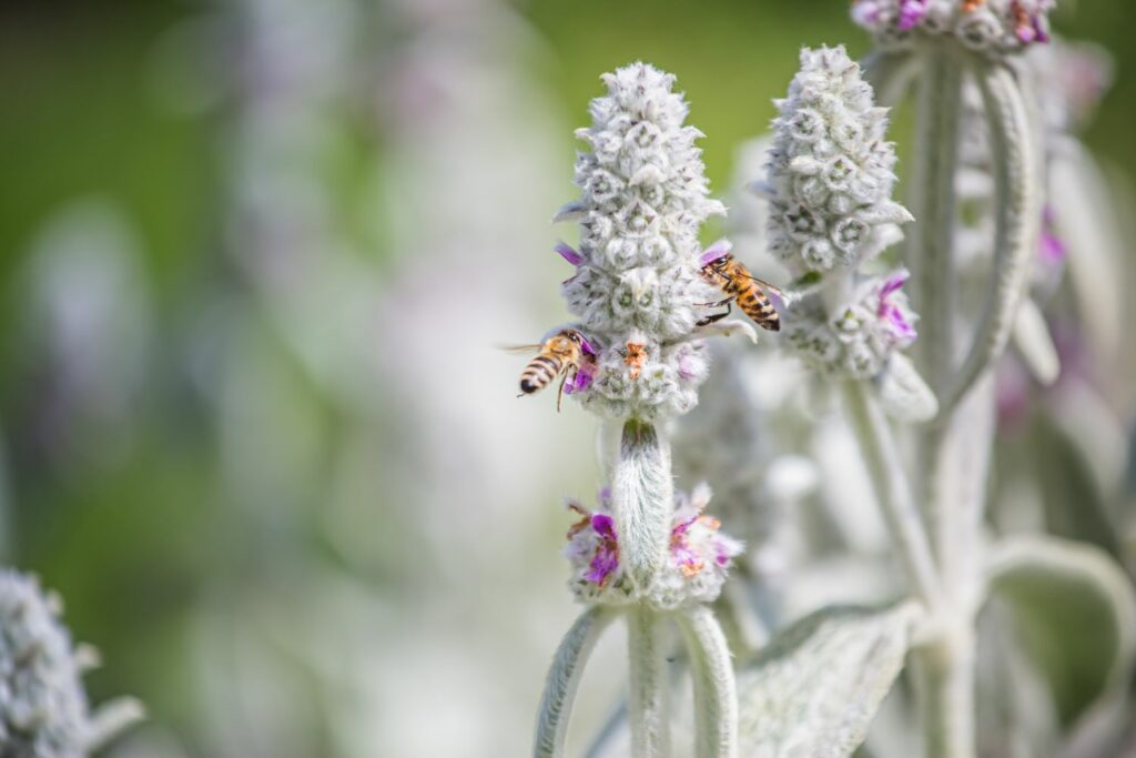 Wollziest-Blüte mit Biene