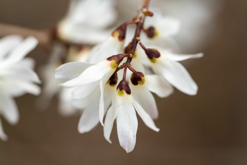 White forsythia flower