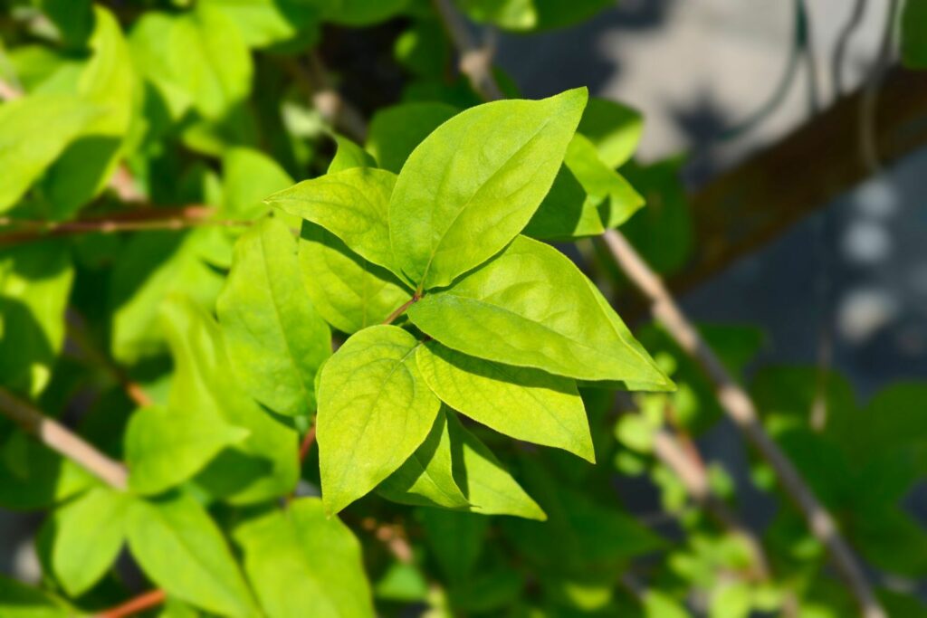 White forsythia in the sun