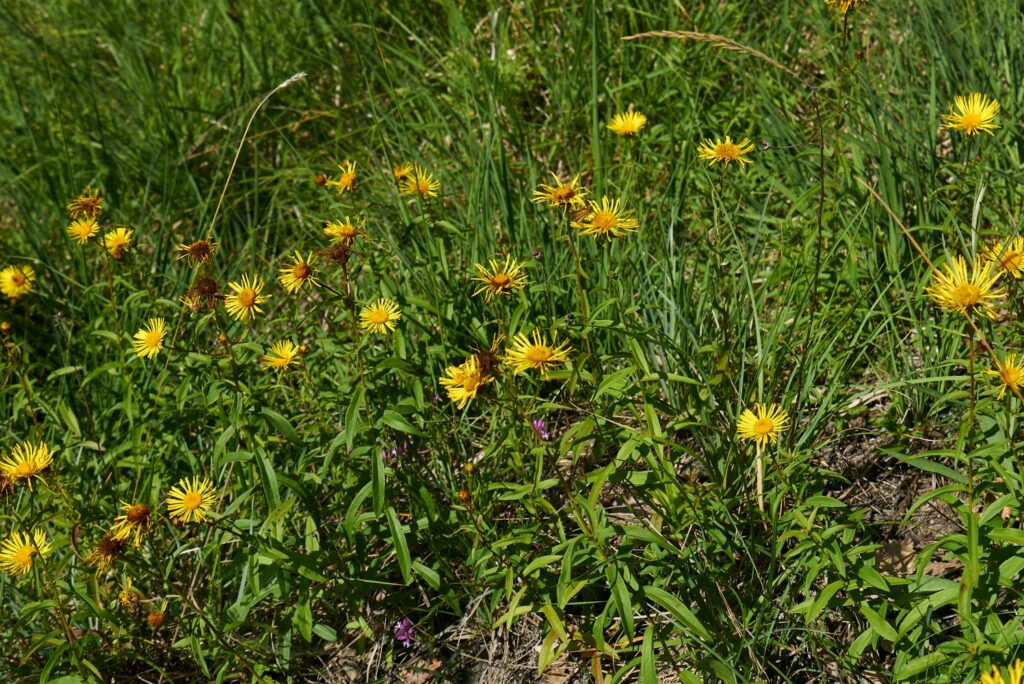 Weidenblättriger Alant in einer Wiese
