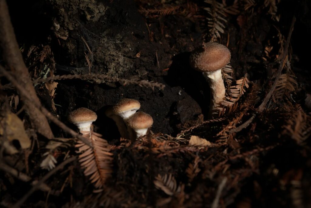 Pilze an einem dunklen Standort