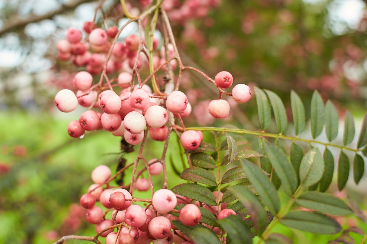 Eberesche-Sorten &amp; Arten im Überblick - Plantura