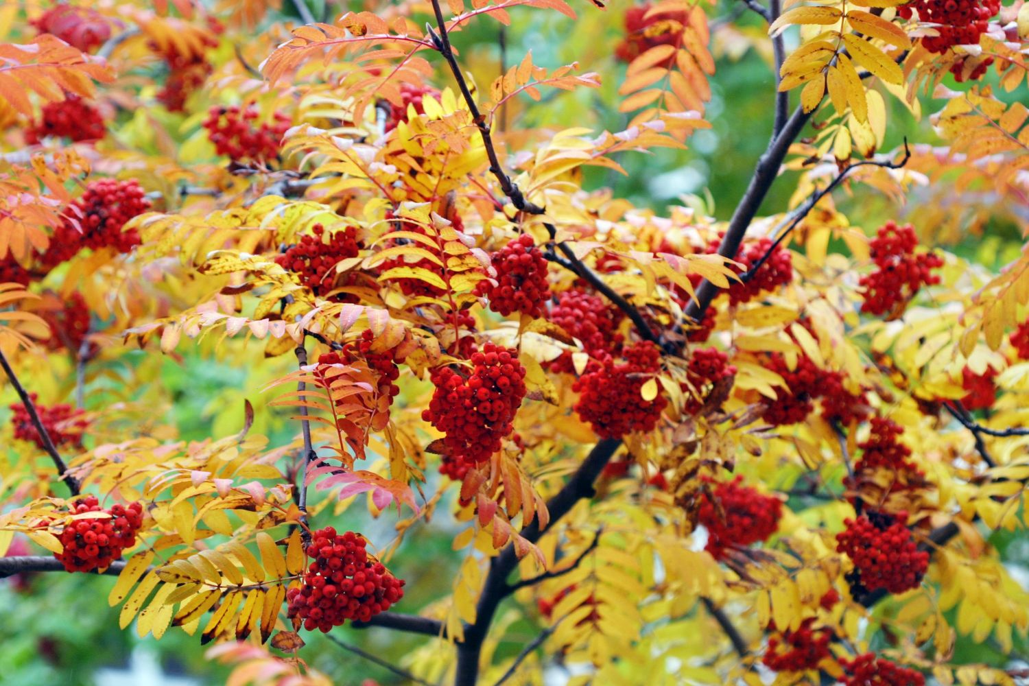 Eberesche: Steckbrief, Standort & Schneiden der Vogelbeere