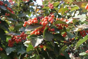 Mehlbeeren