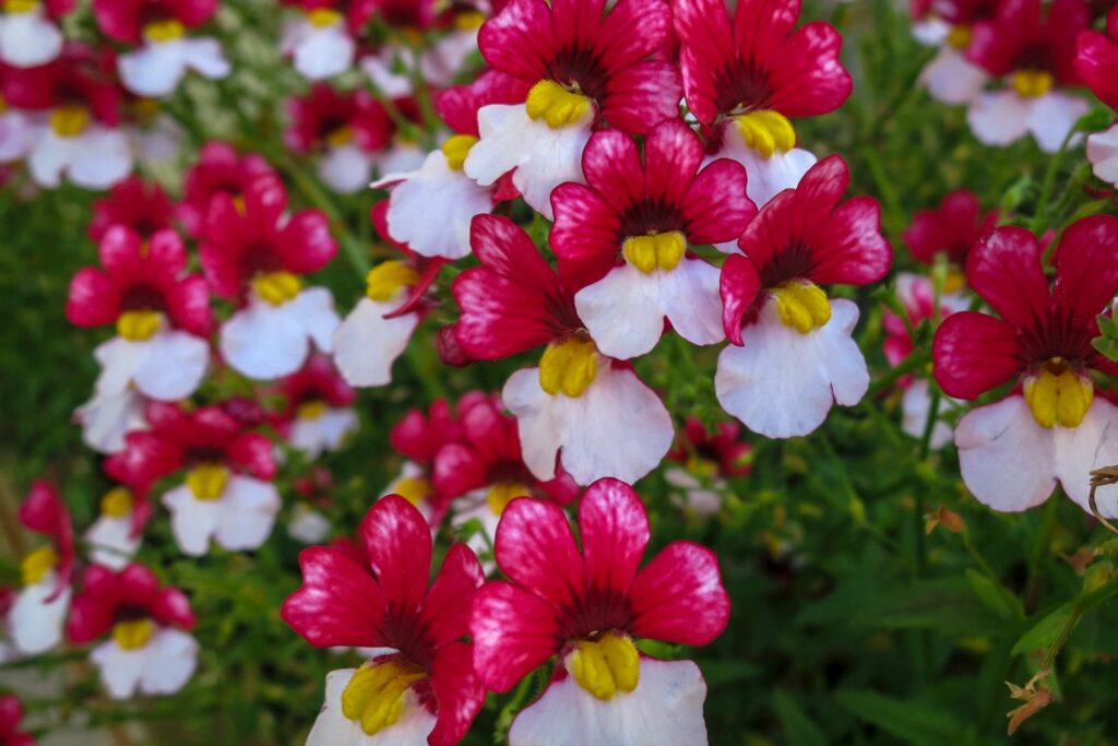 Nemesia